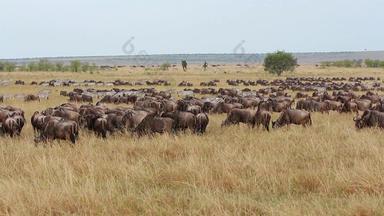 羚羊的一种斑马放牧马赛玛拉